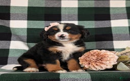 Bernese Mountain Dog dogs for sale: Gabriella - Image 6