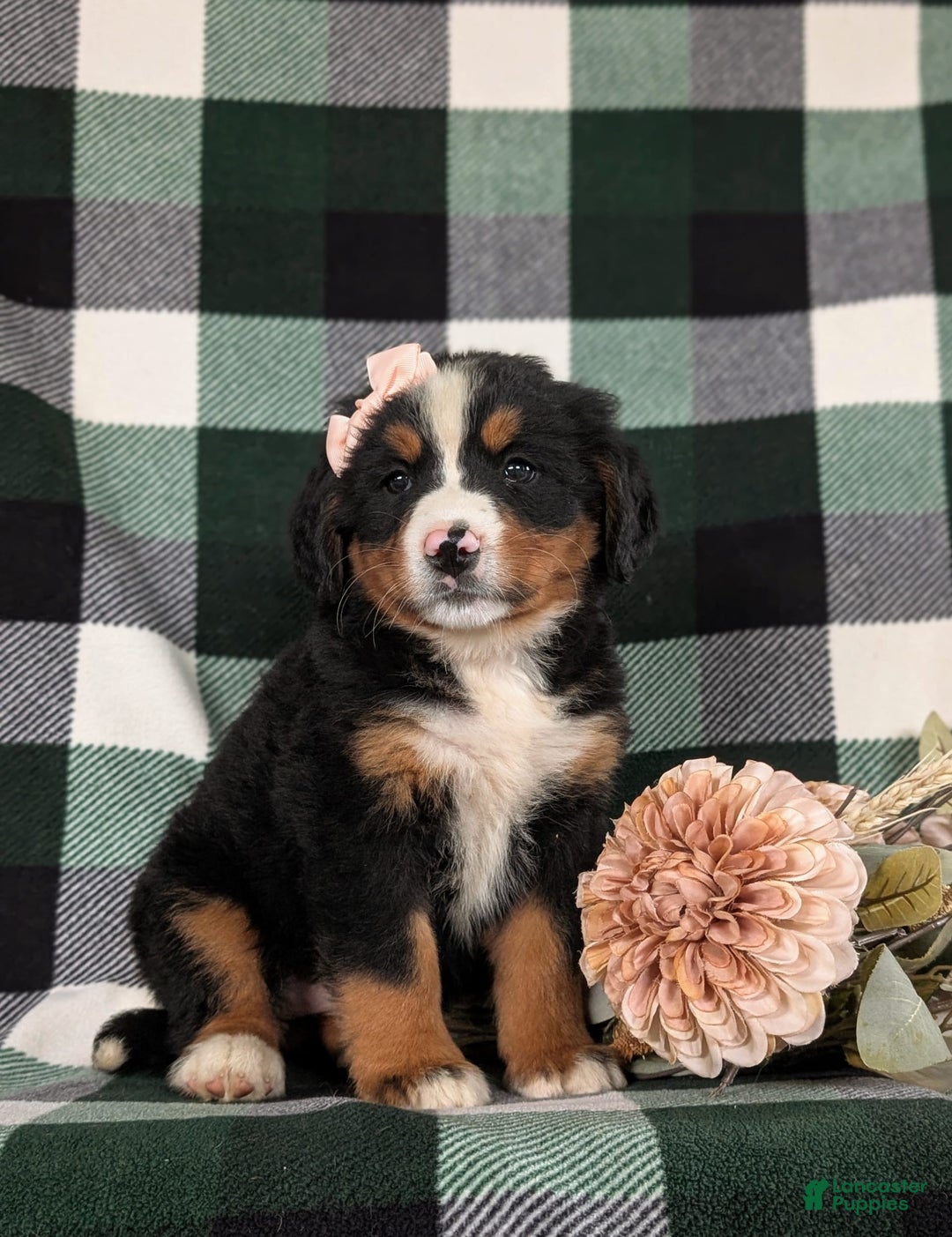 Bernese Mountain Dog dogs for sale: Gabriella - Image 6