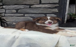 Australian Shepherd dogs for sale: Charlie - Image 2