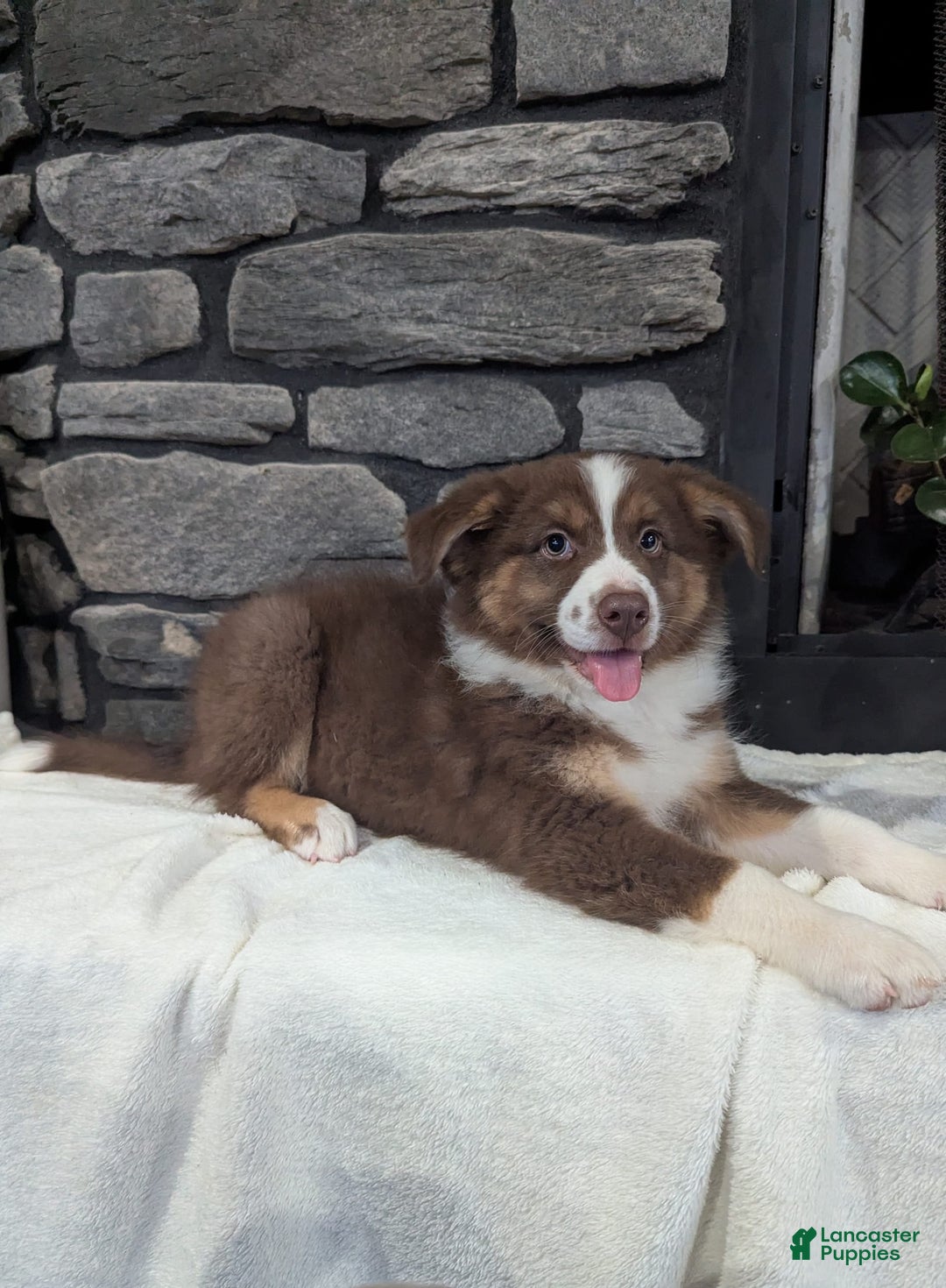 Australian Shepherd dogs for sale: Charlie - Image 2