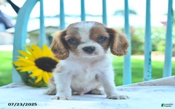 Cavalier King Charles Spaniel dogs for sale: Cavalier King Charles Spaniel 5 puppies - Image 8