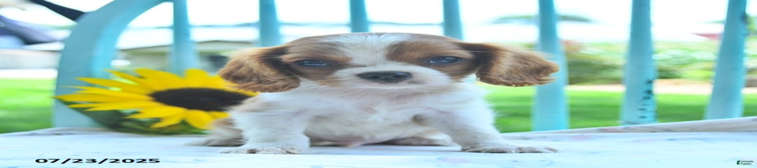 Wilbert
