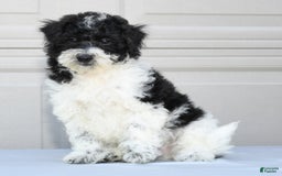 Maltipoo dogs for sale: Leo - Image 2