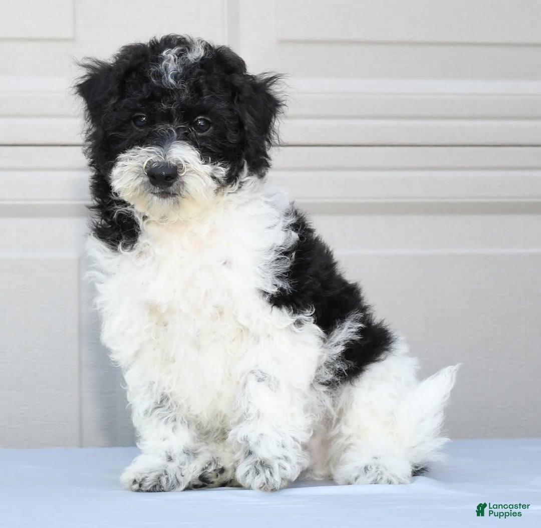Maltipoo dogs for sale: Leo - Image 2