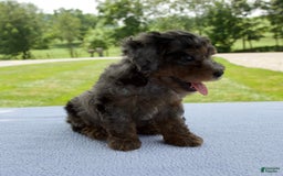 Miniature Poodle dogs for sale: Asher - Image 2