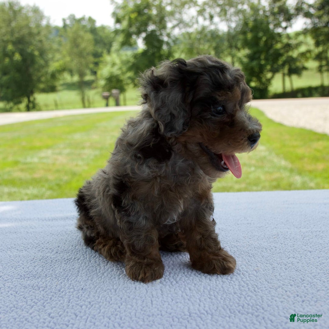 Miniature Poodle dogs for sale: Asher - Image 2