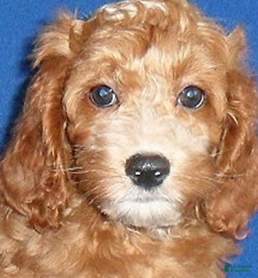 Cockapoo dogs for sale: Dudley - Image 10