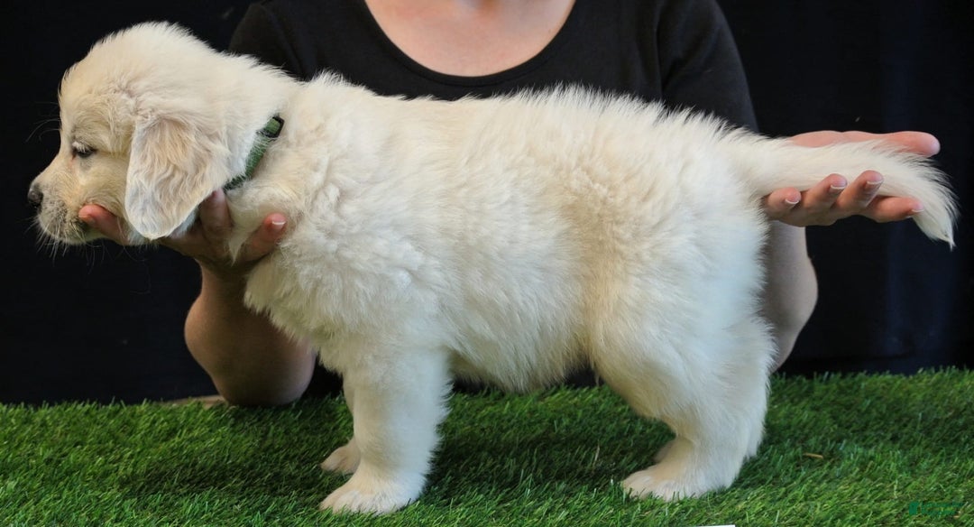 Golden Retriever dogs for sale: Gus - Image 3