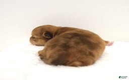 Chihuahua dogs for sale: Maple - Image 1