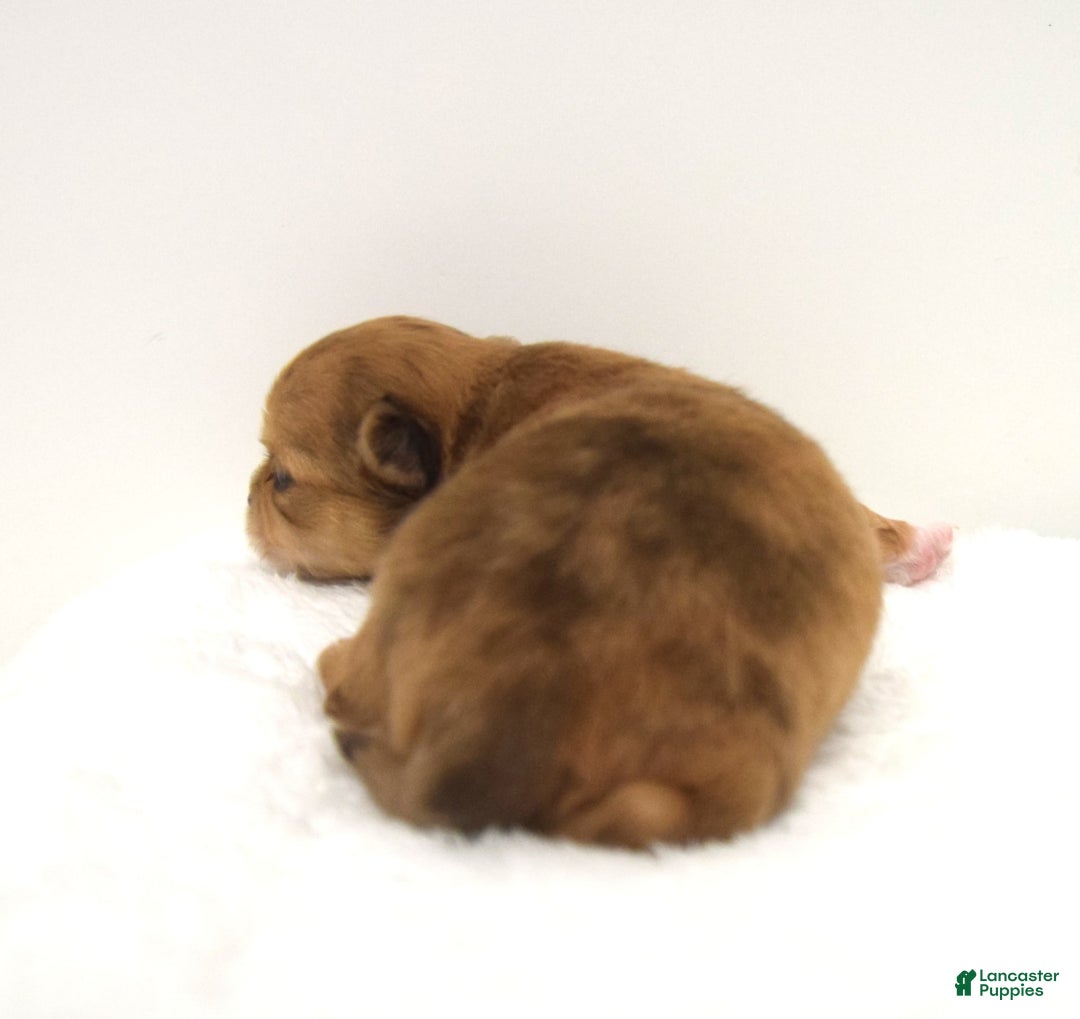 Chihuahua dogs for sale: Maple - Image 1