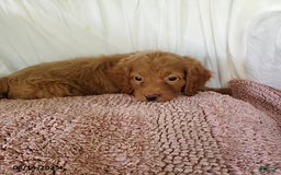 Mini Goldendoodle dogs for sale: Darla - Image 2