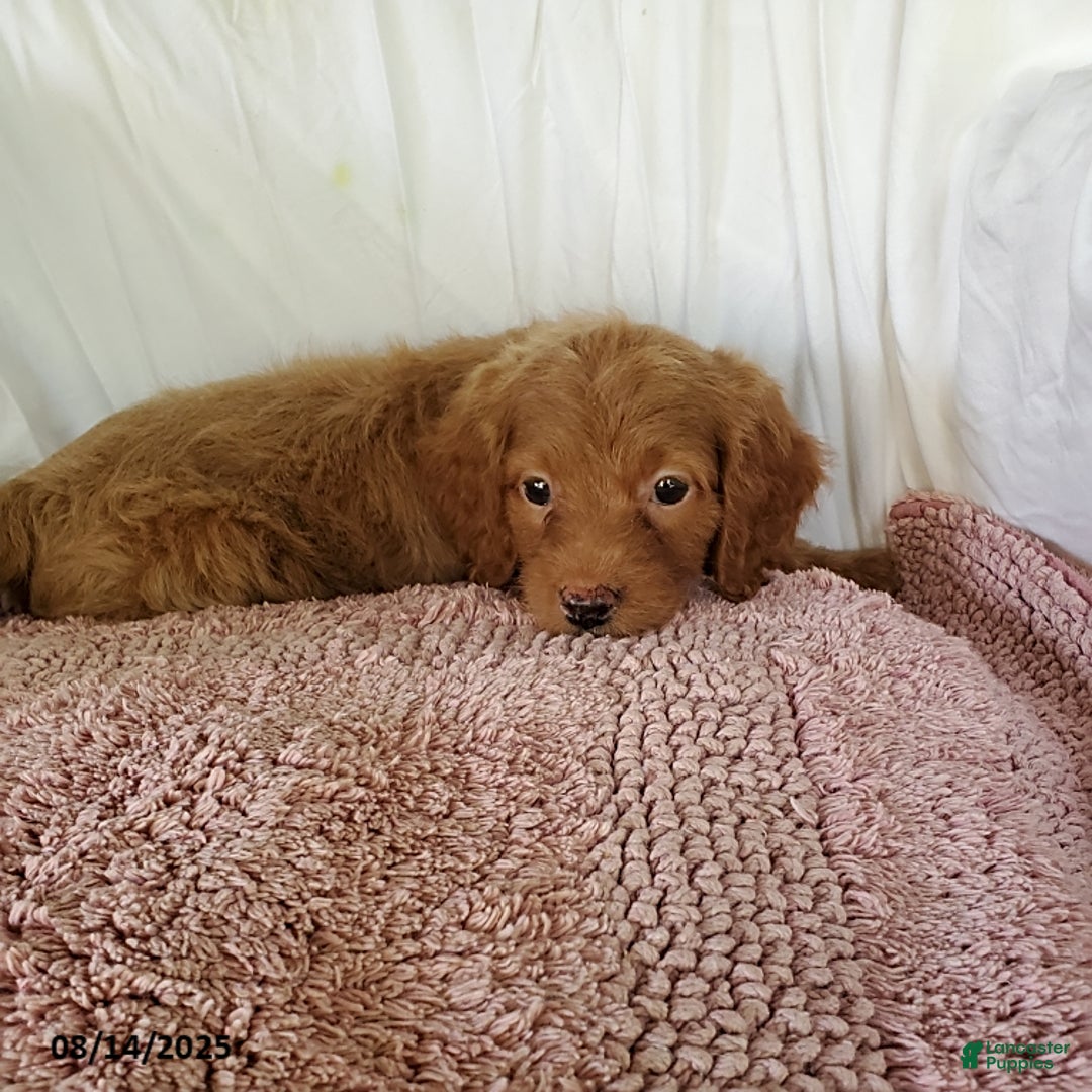 Mini Goldendoodle dogs for sale: Darla - Image 2