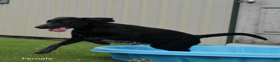 Female 688