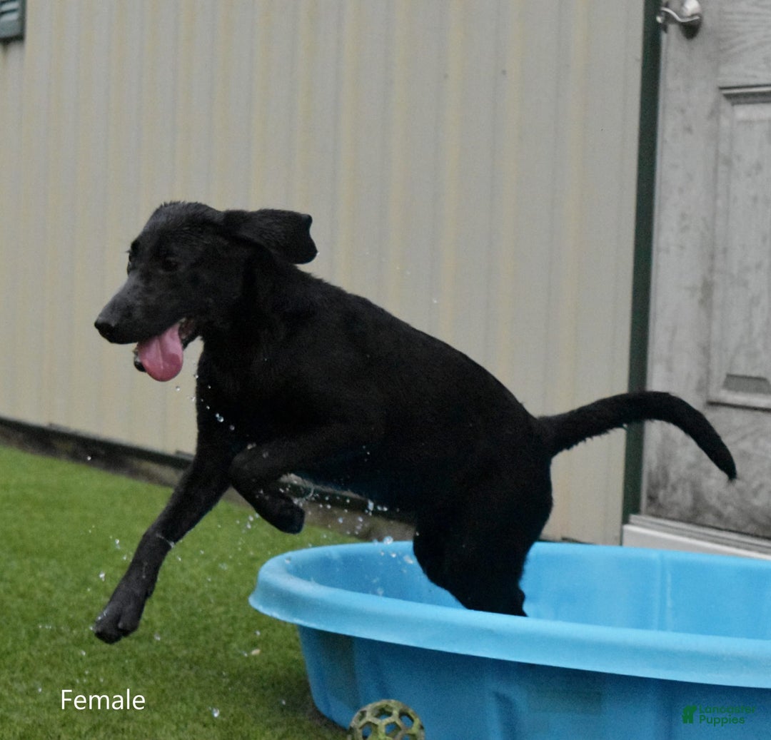 Labrador Retriever dogs for sale: Female 688 - Image 2