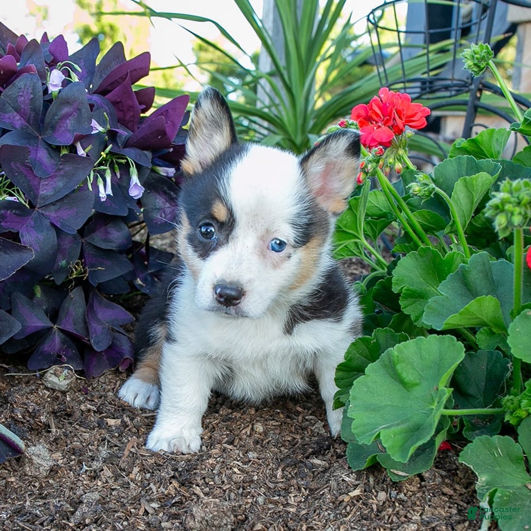 Welsh Corgi Pembroke dogs for sale: Jane - Image 2