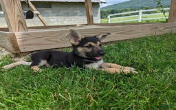 German Shepherd dogs for sale: German Shepherd 8 puppies - Image 12