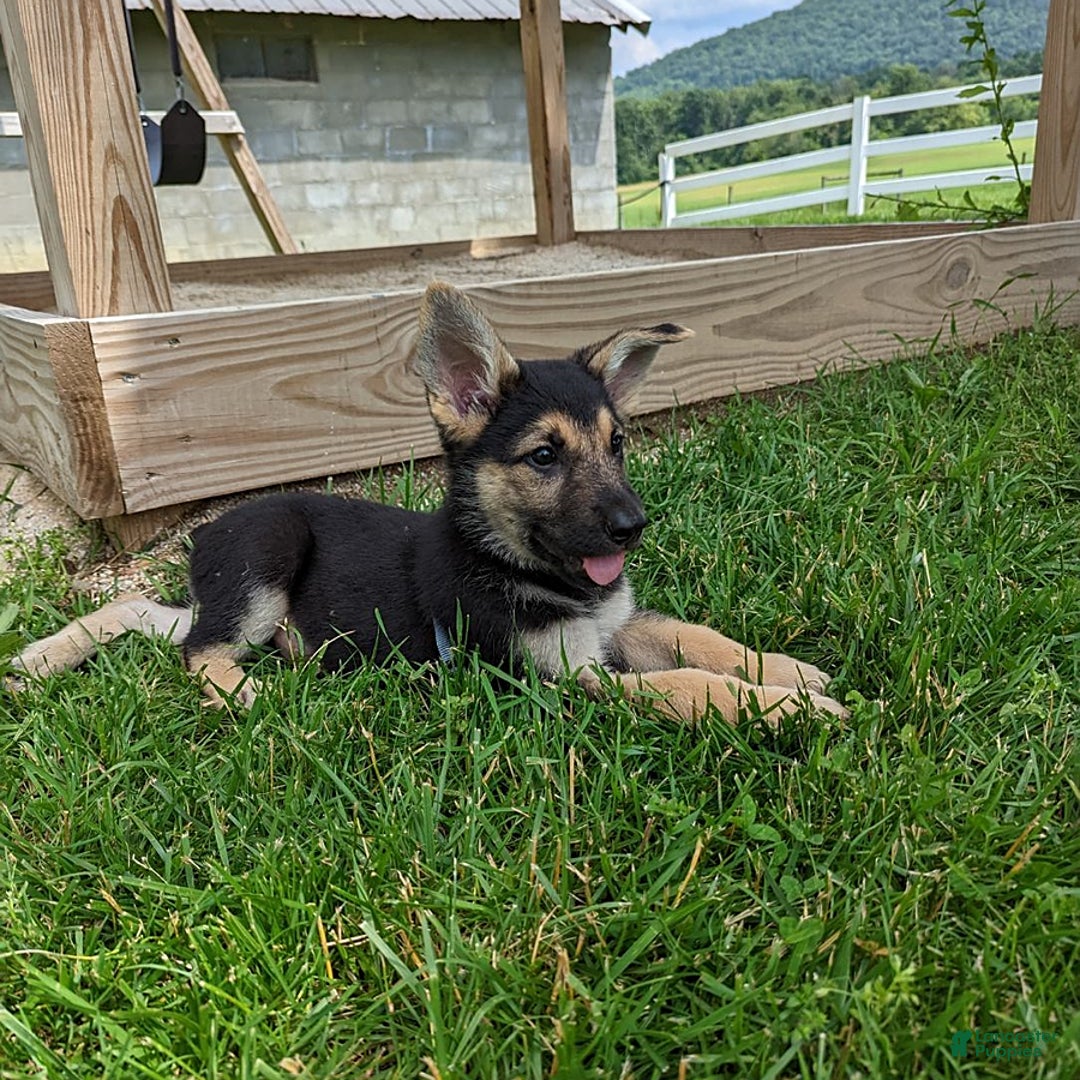 German Shepherd dogs for sale: German Shepherd 8 puppies - Image 12