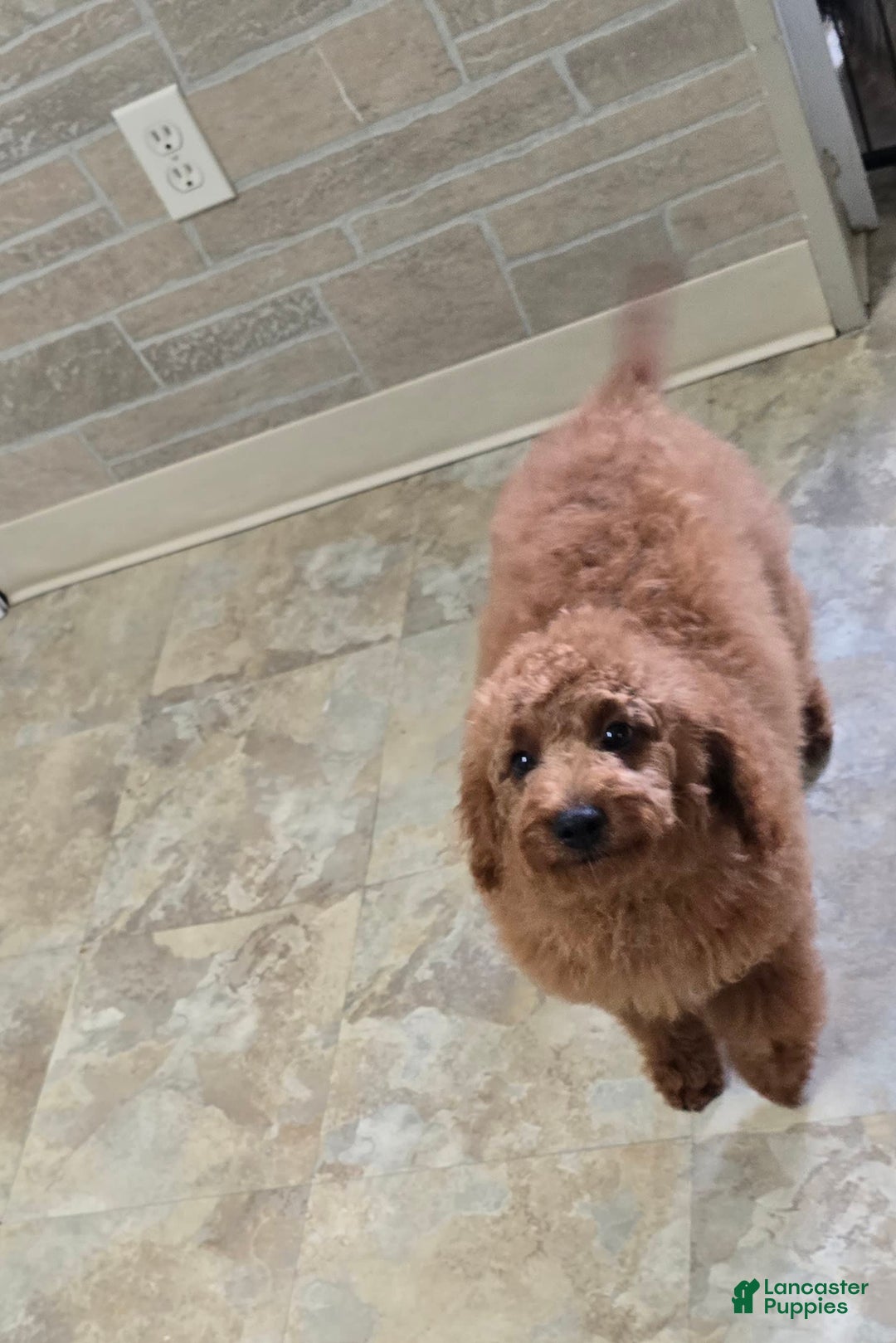 Cockapoo dogs for sale: Alice - Image 6