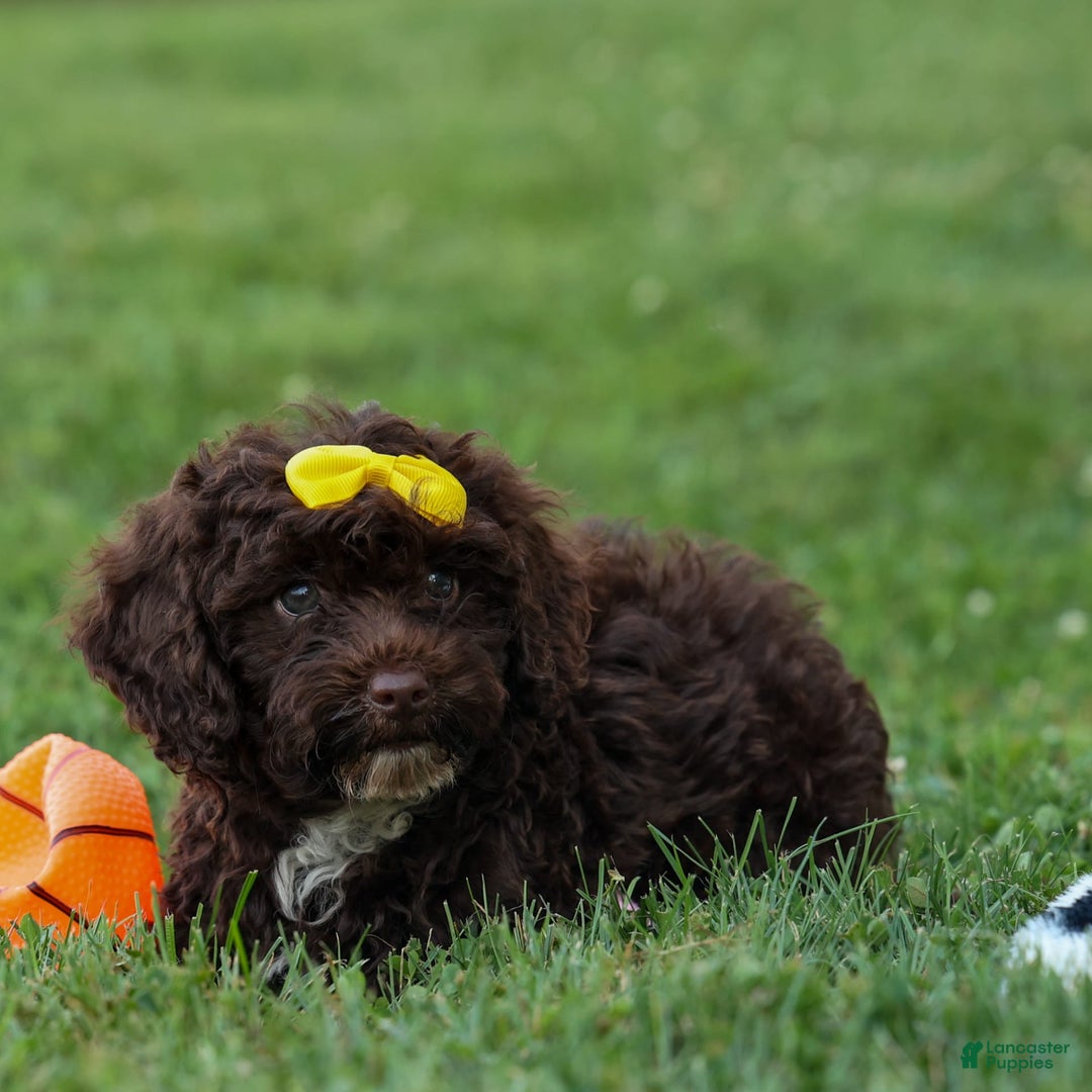 Cockapoo dogs for sale: Bess - Image 3