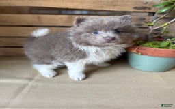 Pomeranian dogs for sale: Austin - Image 7