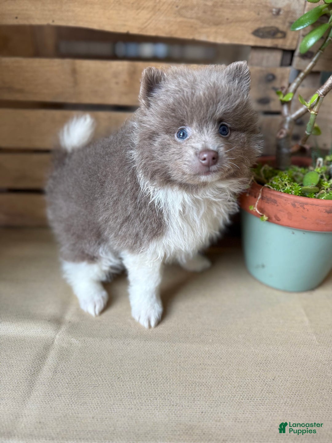 Pomeranian dogs for sale: Austin - Image 7