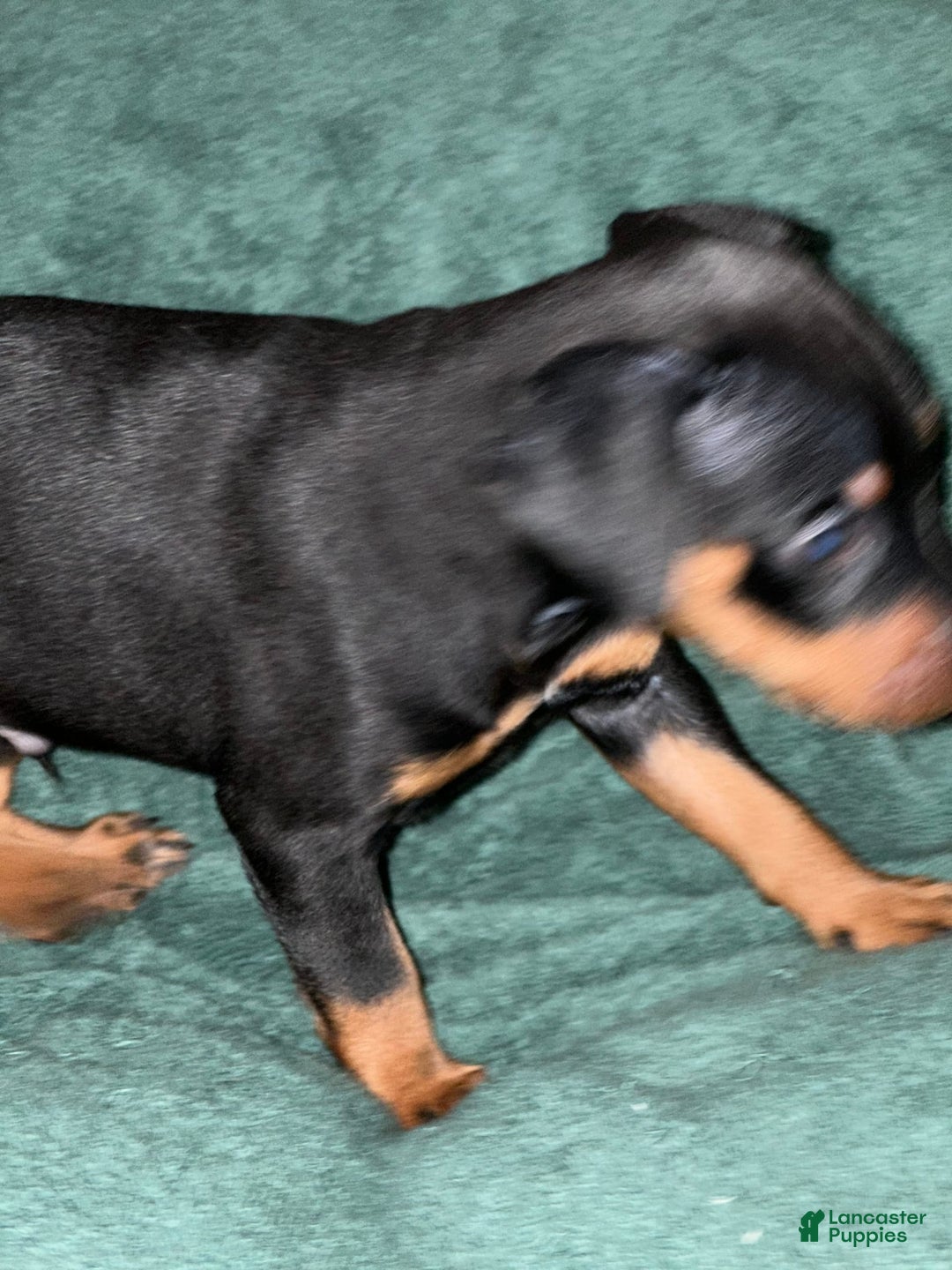 Miniature Pinscher dogs for sale: Coal - Image 4