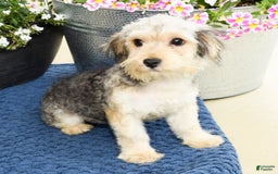 Yochon dogs for sale: Rosie - Image 2