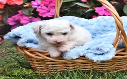Bichon Frise dogs for sale: Marco - Image 1