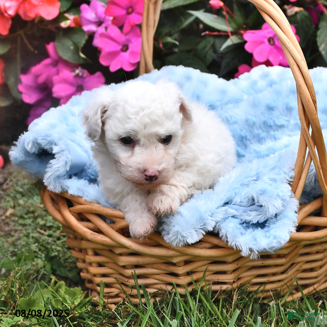 Bichon Frise dogs for sale: Marco - Image 1