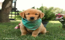 Golden Retriever dogs for sale: Montgomery - Image 4