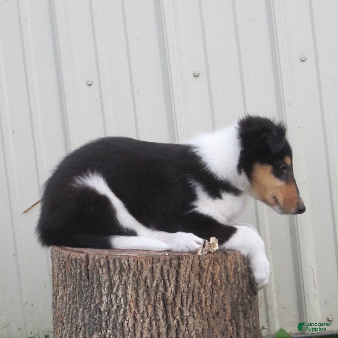 Collie dogs for sale: Atkin - Image 2
