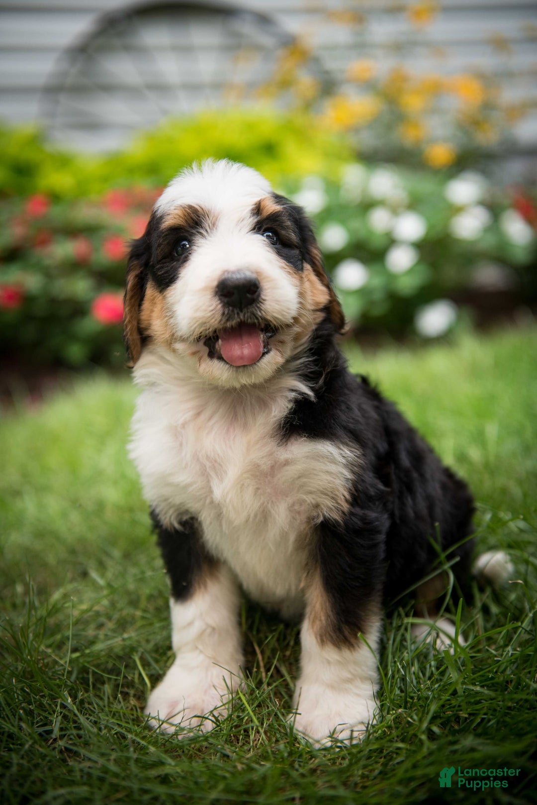 Bernedoodle dogs for sale: Bessie - Image 11