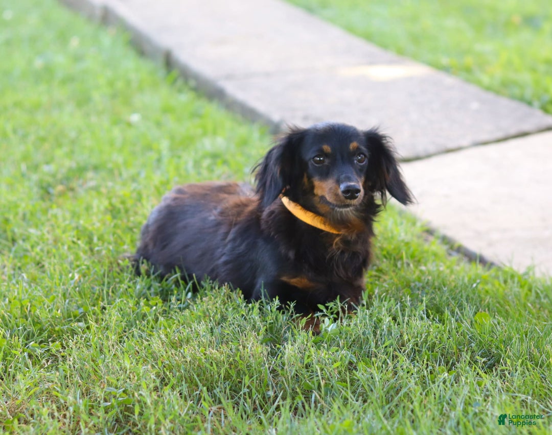Dachshund dogs for sale: Buddy - Image 8