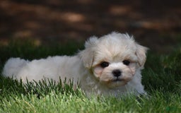 Maltipoo dogs for sale: Sandy - Image 3