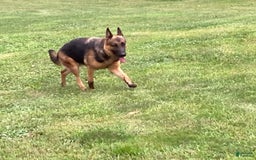 German Shepherd dogs for sale: Belle - Image 4