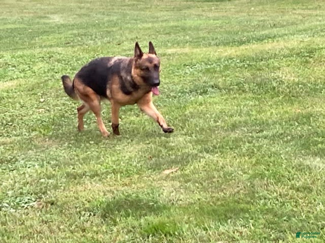 German Shepherd dogs for sale: Belle - Image 4
