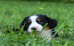 Bernese Mountain Dog dogs for sale: Sage - Image 18