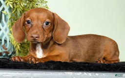 Miniature Dachshund dogs for sale: Diana - Image 5