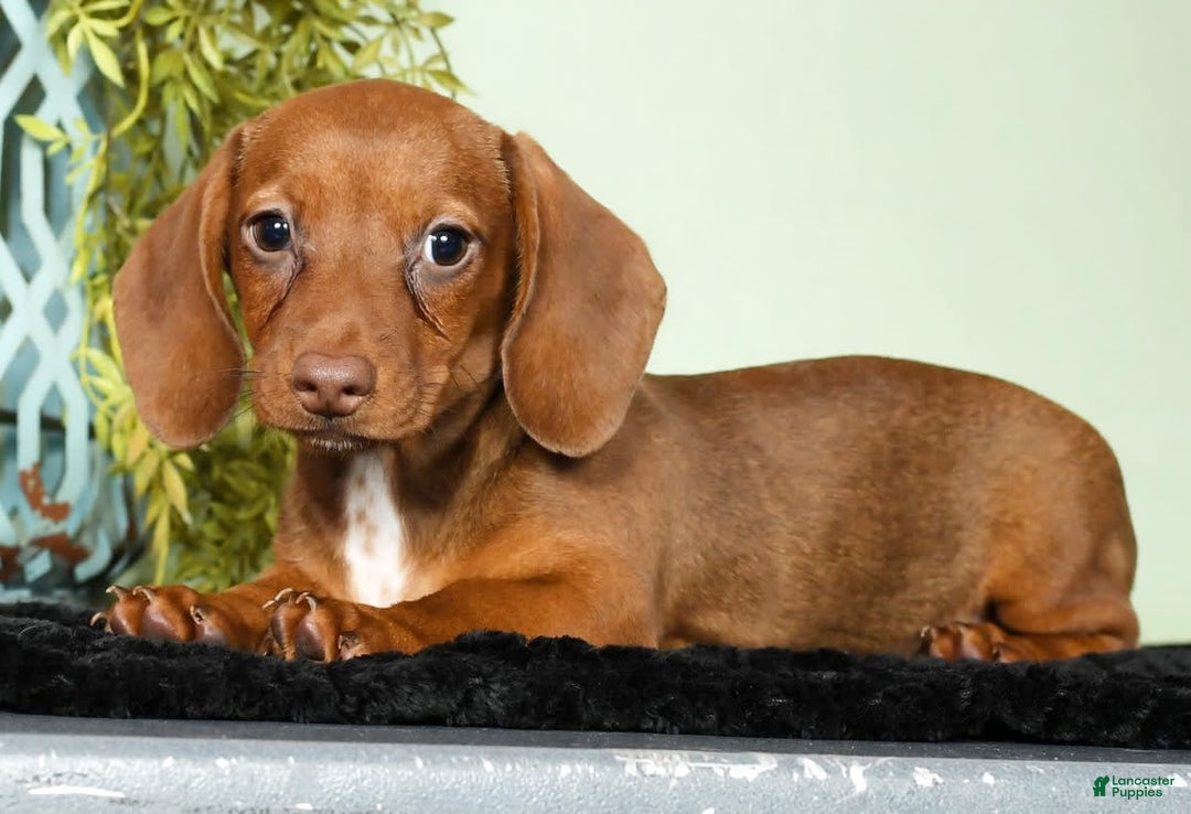 Miniature Dachshund dogs for sale: Diana - Image 5