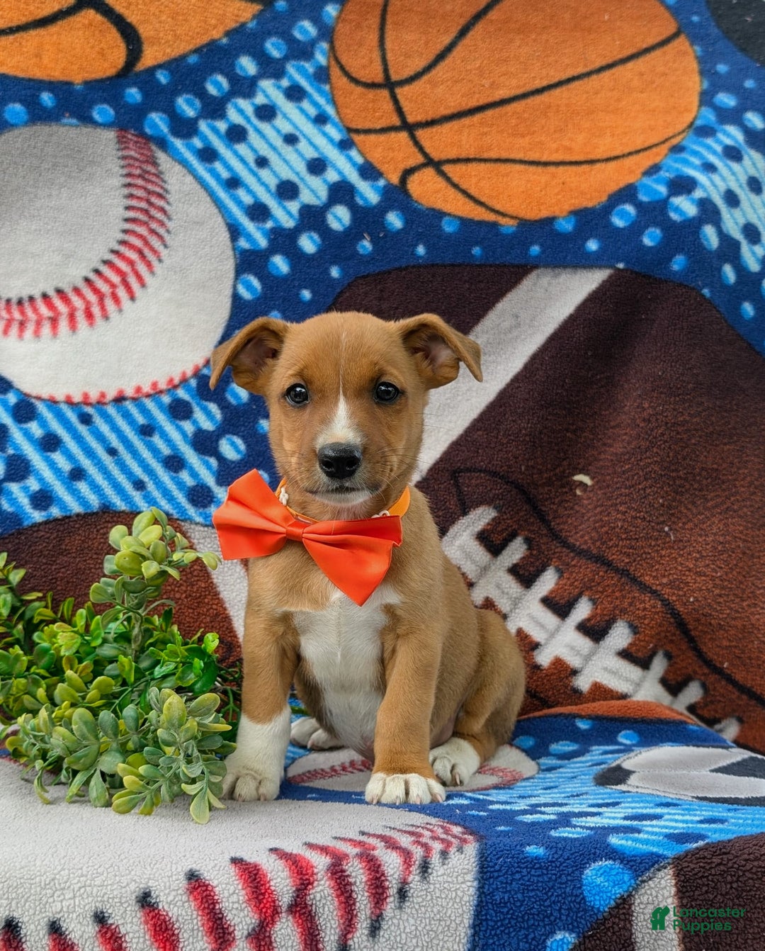 Jack Russell Terrier dogs for sale: Marco - Image 1