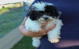 Bichpoo dogs for sale: Baby Doll - Image 8