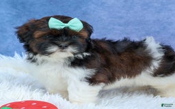 Shihpoo dogs for sale: King - Image 11