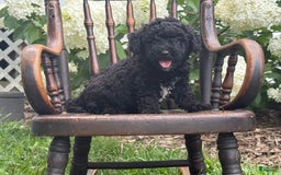 Goldendoodle dogs for sale: Babbles - Image 5