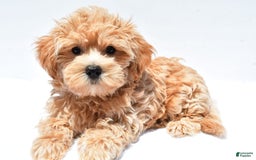 Maltipoo dogs for sale: Chloe - Image 8