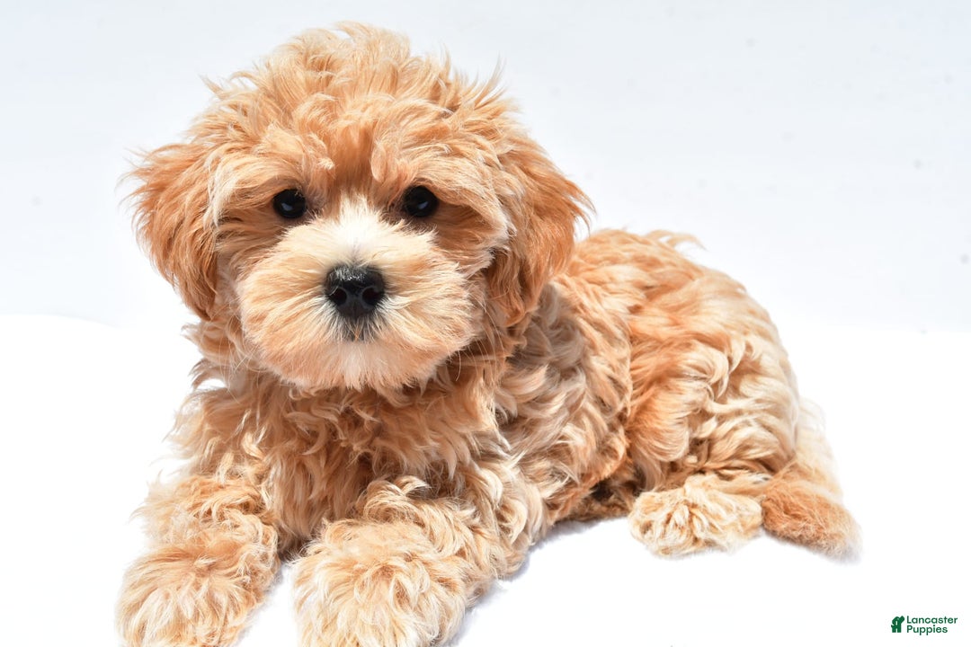 Maltipoo dogs for sale: Chloe - Image 8
