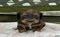 Miniature Dachshund dogs for sale: Dottie - Image 6