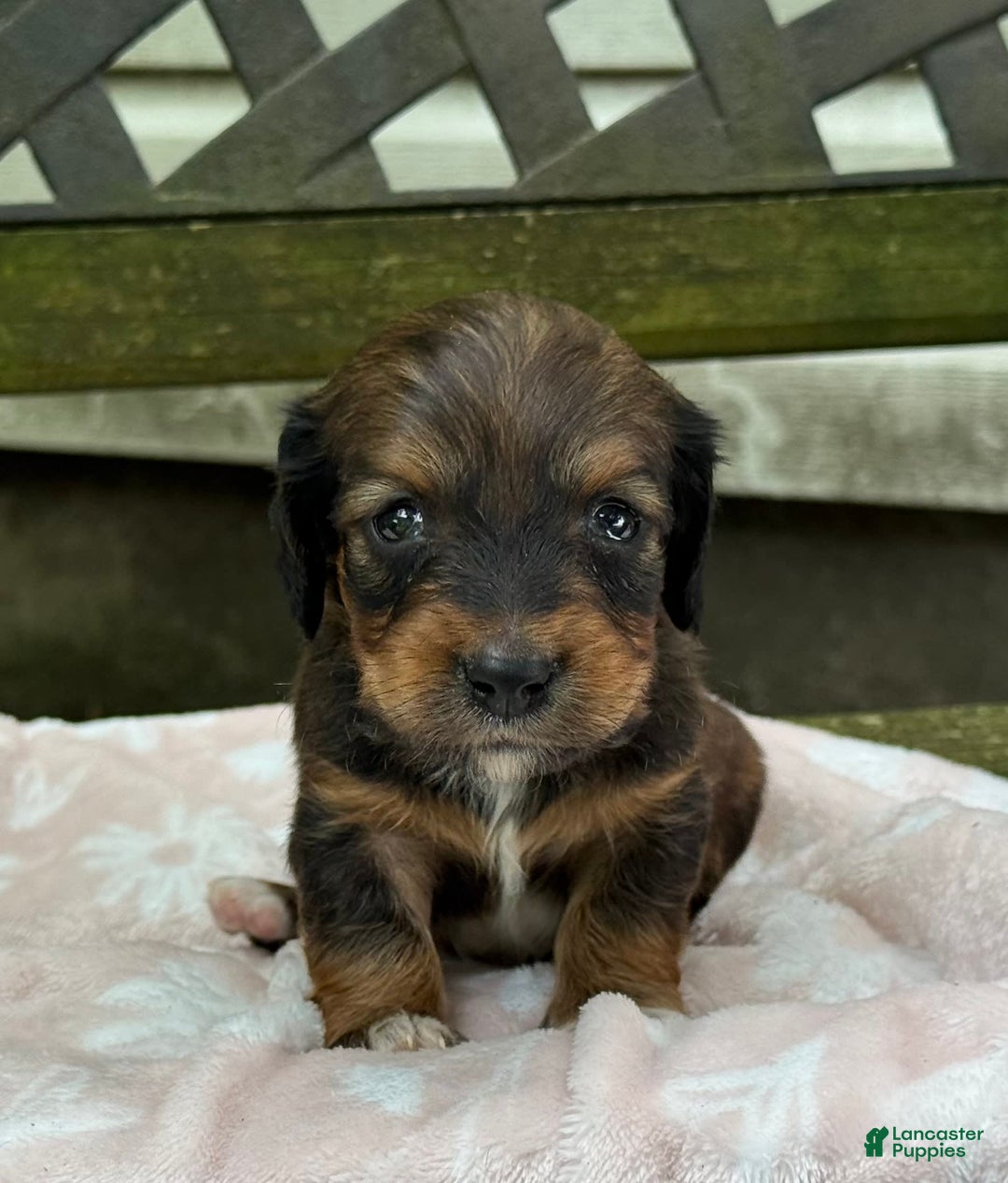 Miniature Dachshund dogs for sale: Dottie - Image 6