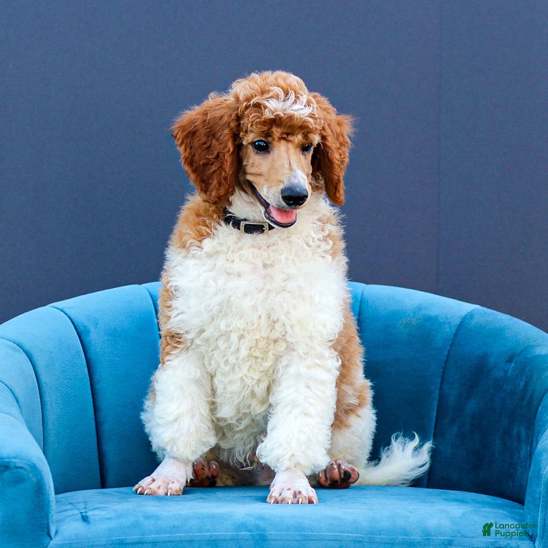 Standard Poodle dogs for sale: Rascal - Image 8