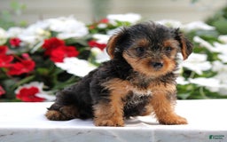 Yorkshire Terrier dogs for sale: Buddy - Image 3