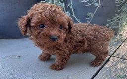 Toy Poodle dogs for sale: Jax - Image 4